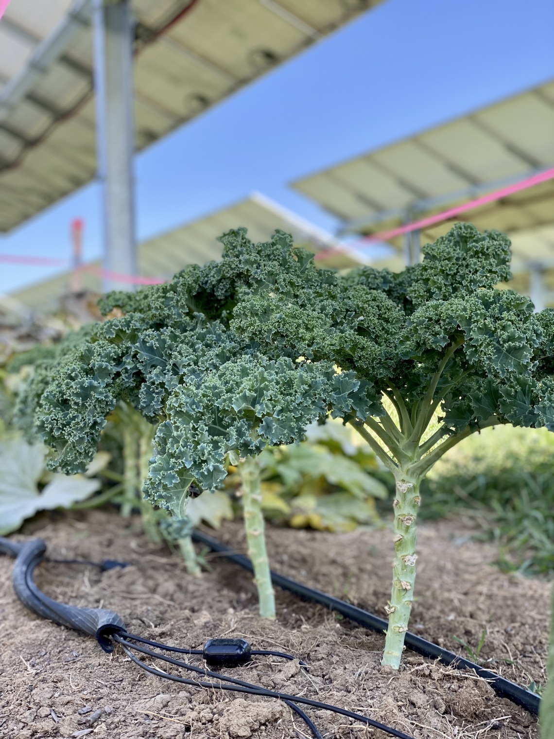 Broccoli under solar panels